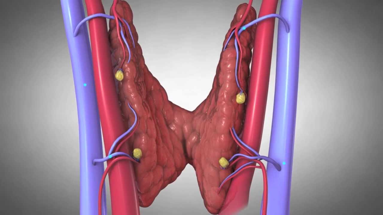 Parathyroides et L'hyperparathyroïdisme.